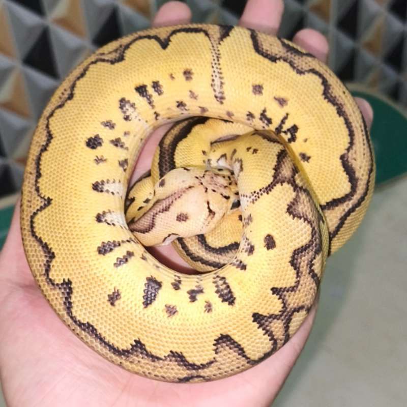 Pastel Clown