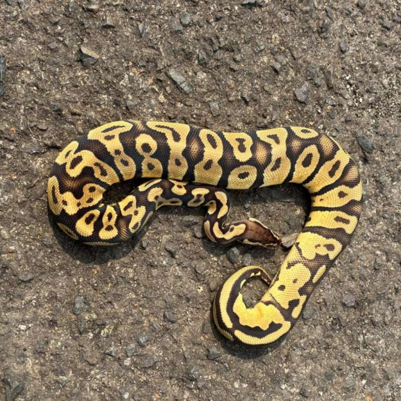 F Orange Dream Pastel Het Pied 50% Het Lavender