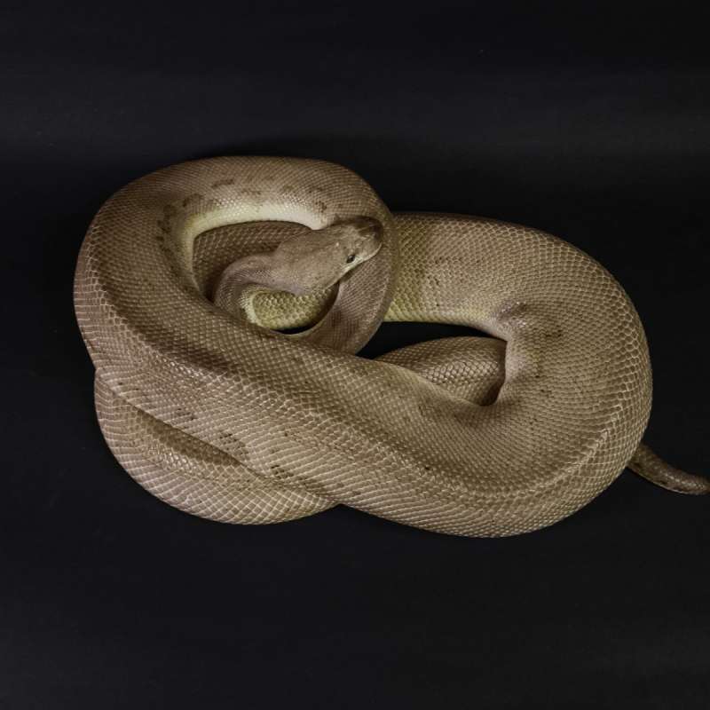 (PROVEN) Black Pewter Clown Poss Orange Dream
