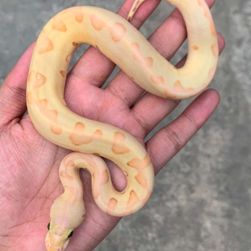 Banana Pastel Enchi Clown het Albino Female