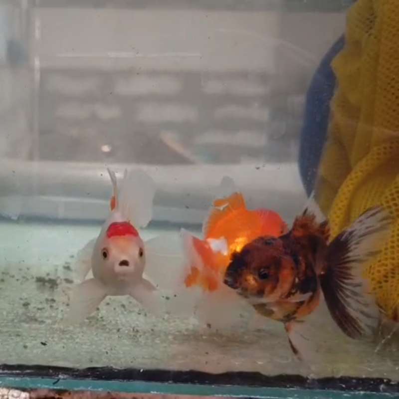 Koki Oranda