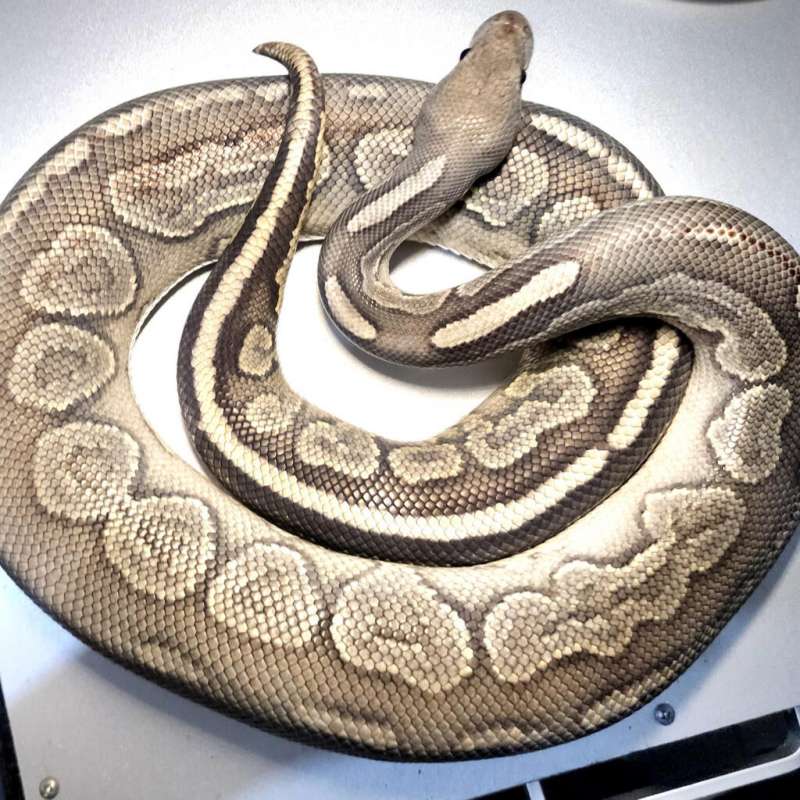 Woma Cinnamon Hypo/Ghost Male