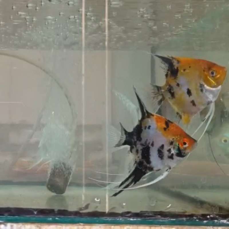 Menfish Koi
