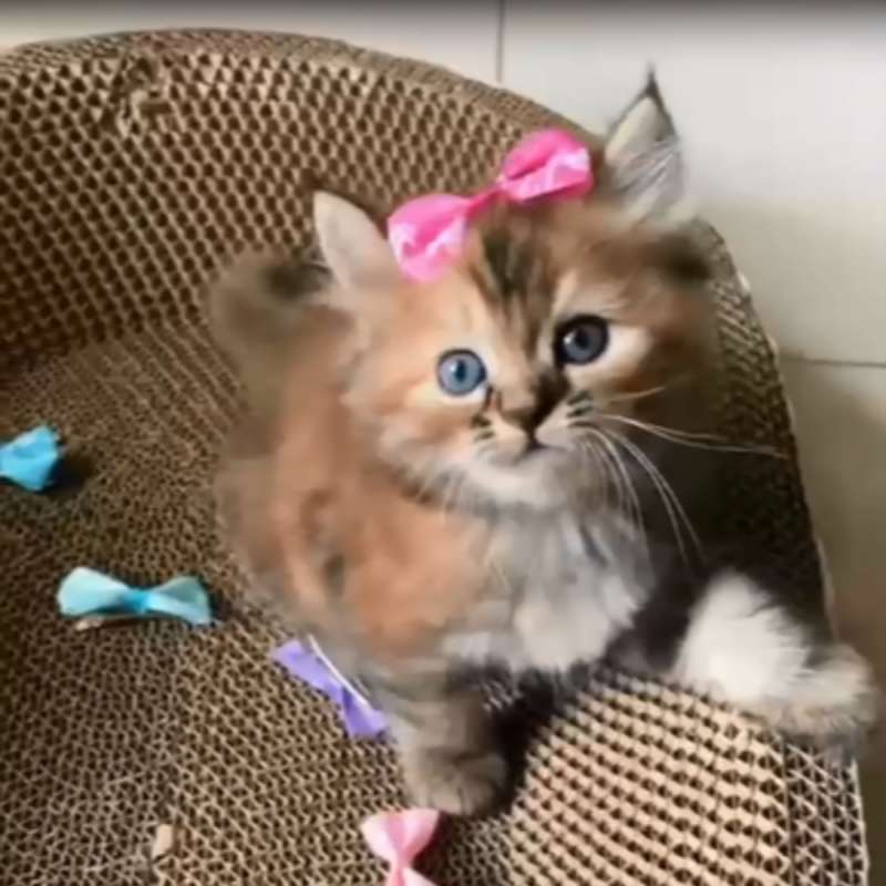 Kitten