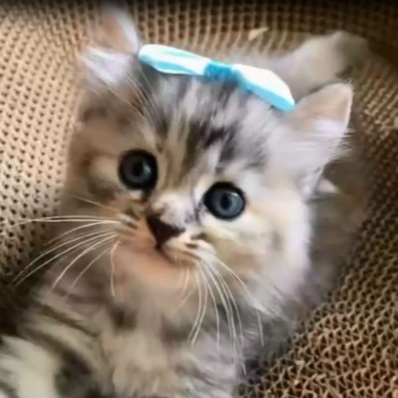 Kitten
