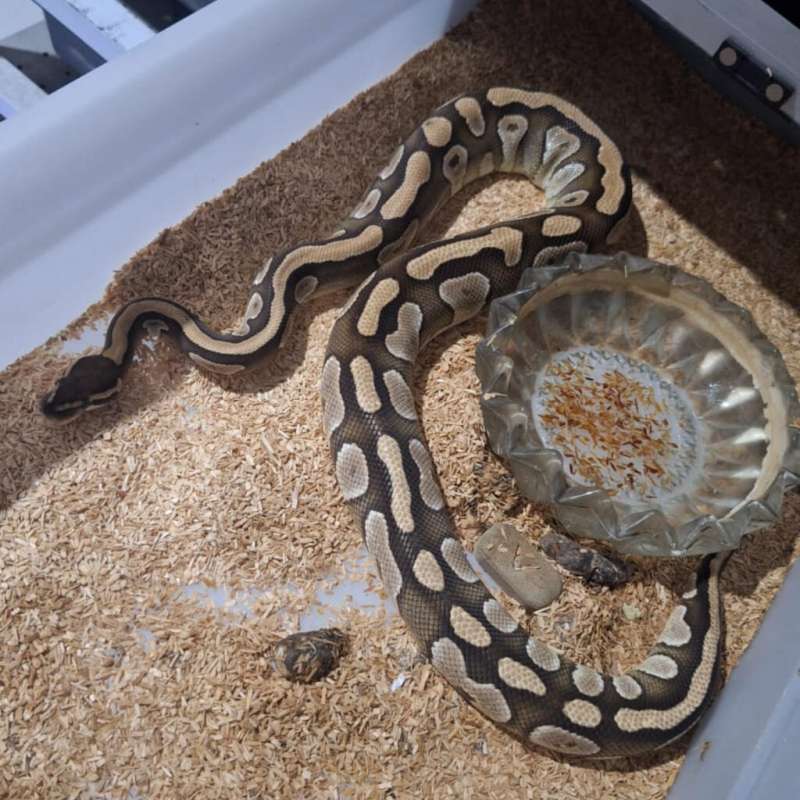 Proven - Phantom Het Clown