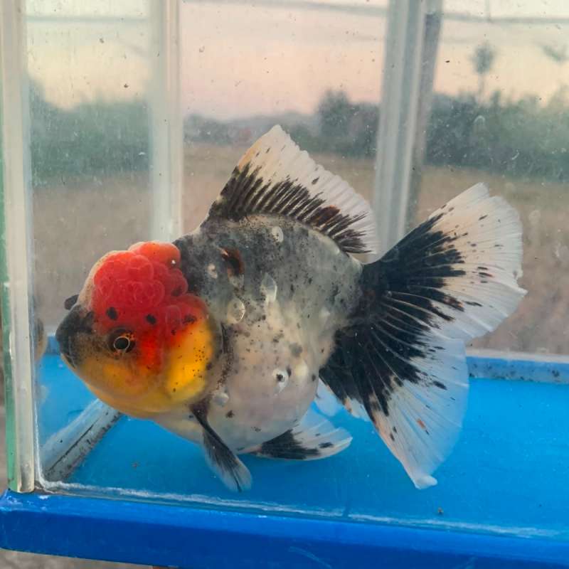 Koki Oranda Blue Base