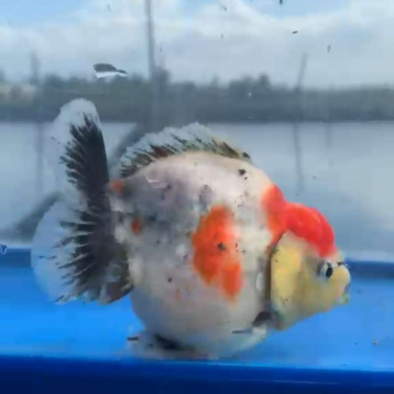 Koki Oranda Calico (basic blue base)