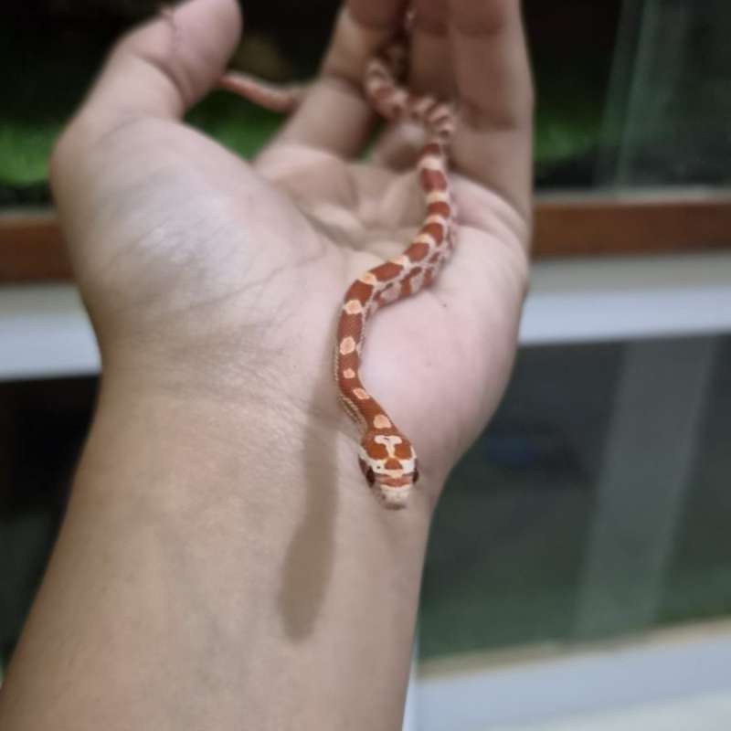 Cornsnake Ultramel het Snow c-02