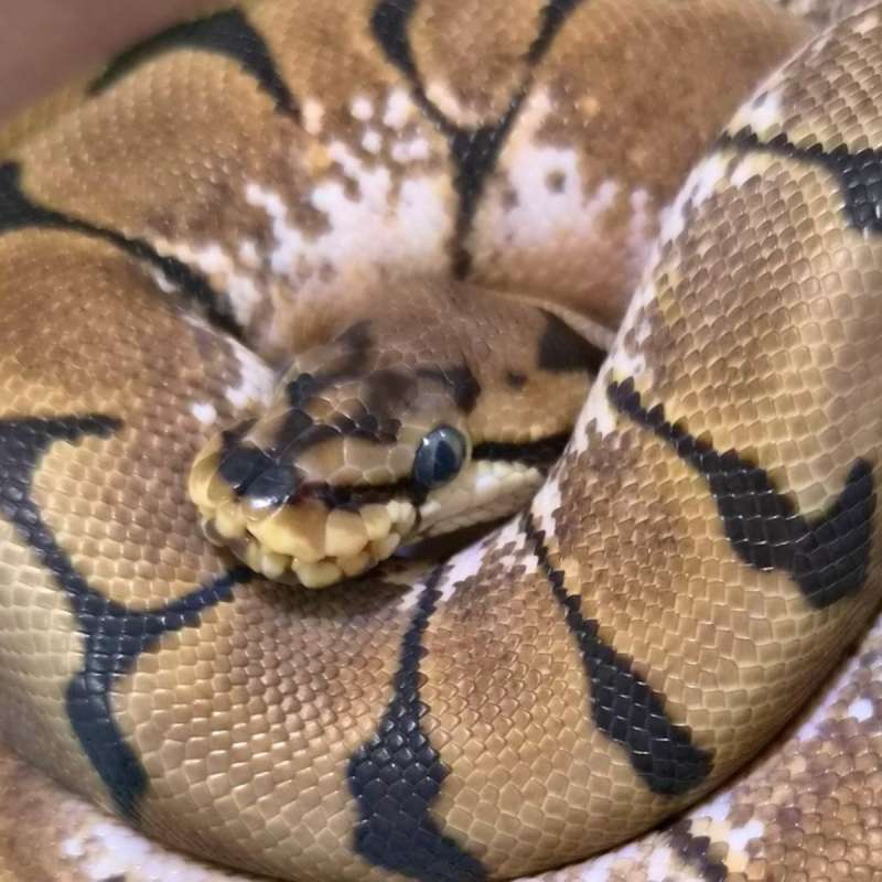 Spider Enchi (Stinger Bee)