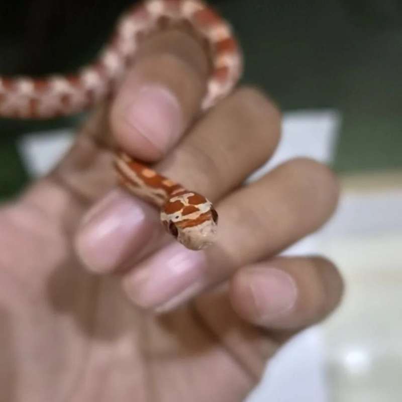 Cornsnake Ultramel het Snow c-01