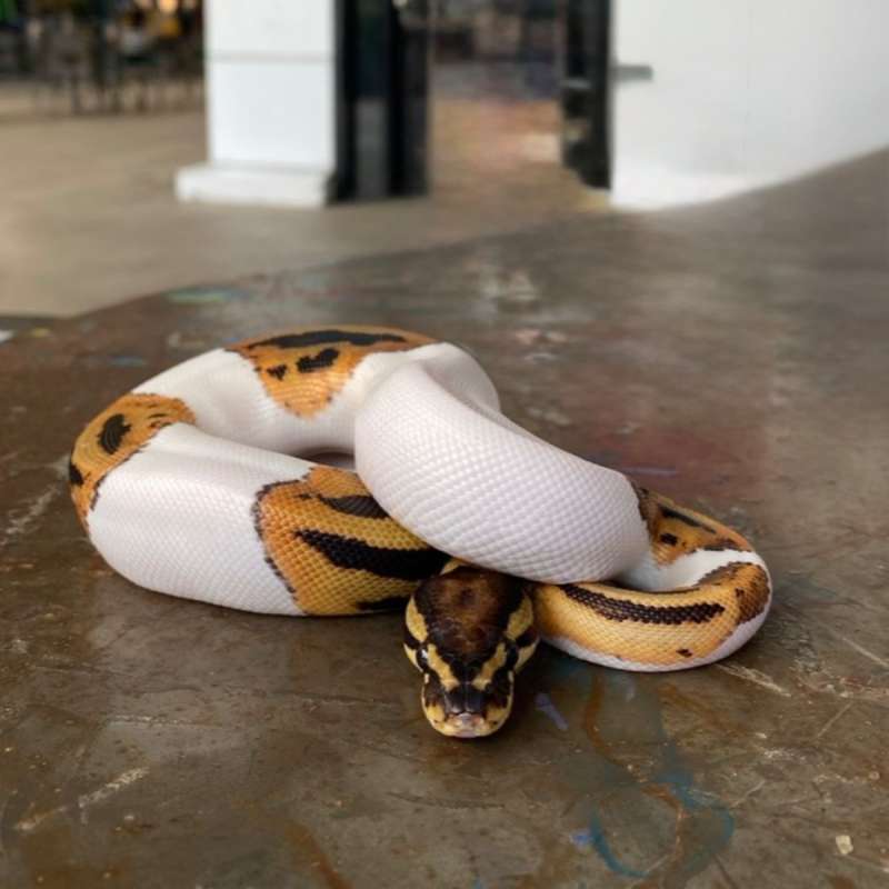 Pied Ball Python