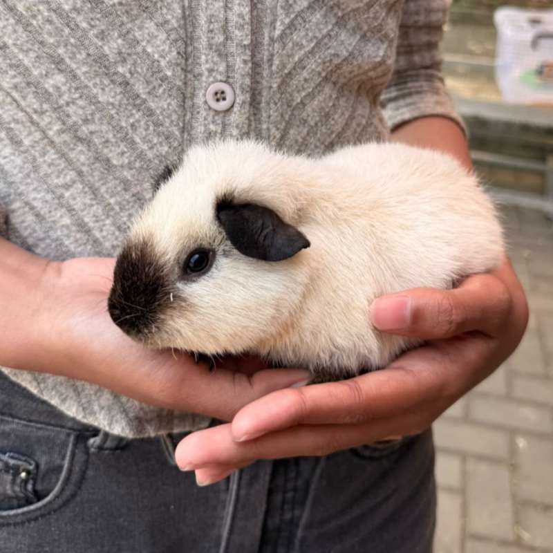 Guinea Pig Panda