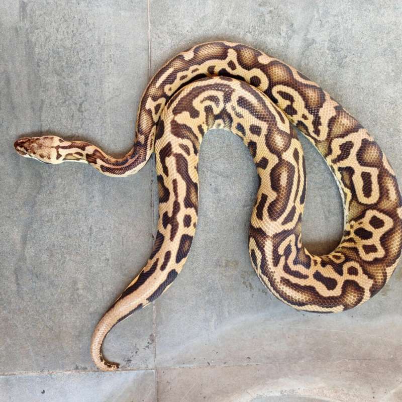 (F) Leopard Pastel Het Clown Poss Het 66% Albino