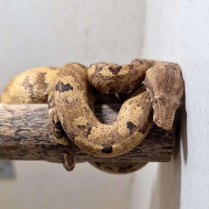 Monopohon kofiau