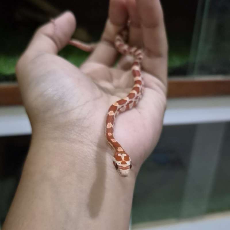 Cornsnake Ultramel het Snow c-02