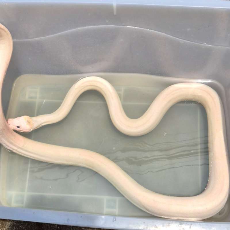 Ivory Retic het Albino WhitePhase