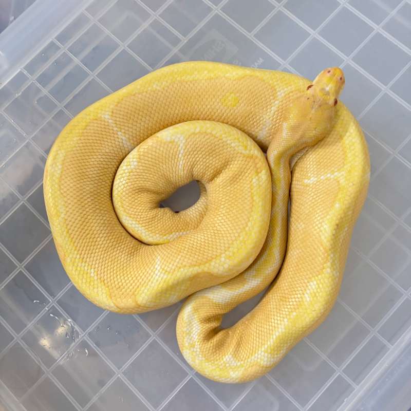M Albino Clown