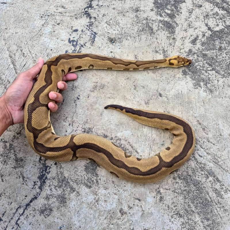 SILAHKAN BACA DESKRIPSI TERLEBIH DAHULU.FEMALE LEOPARD ENCHI CLOWN HET LAVENDER