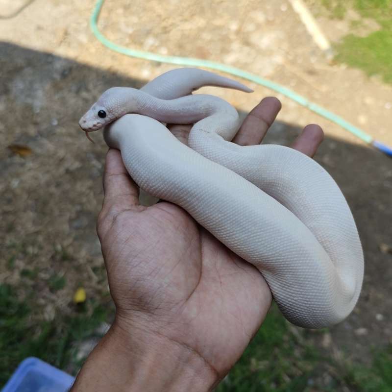 Black Eyed Leucistic ( Lucy )