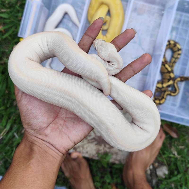 Blue Eyed Leucistic ( Lucy )
