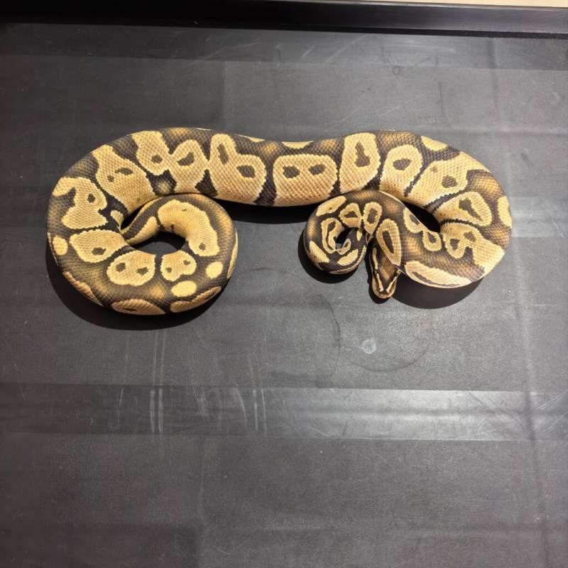 Orange Dream Hypo ( Proven )