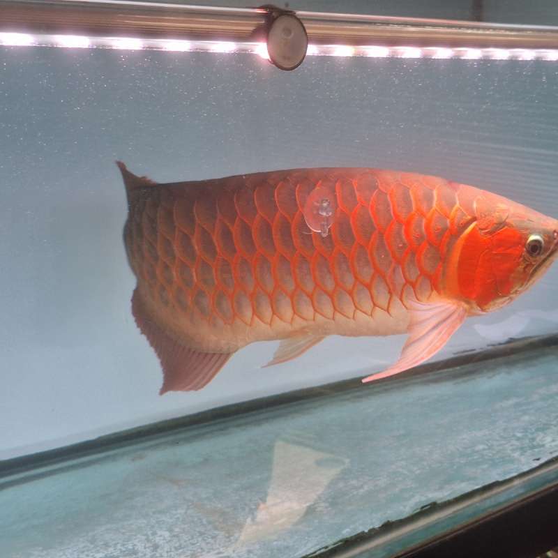Ikan arwana super red