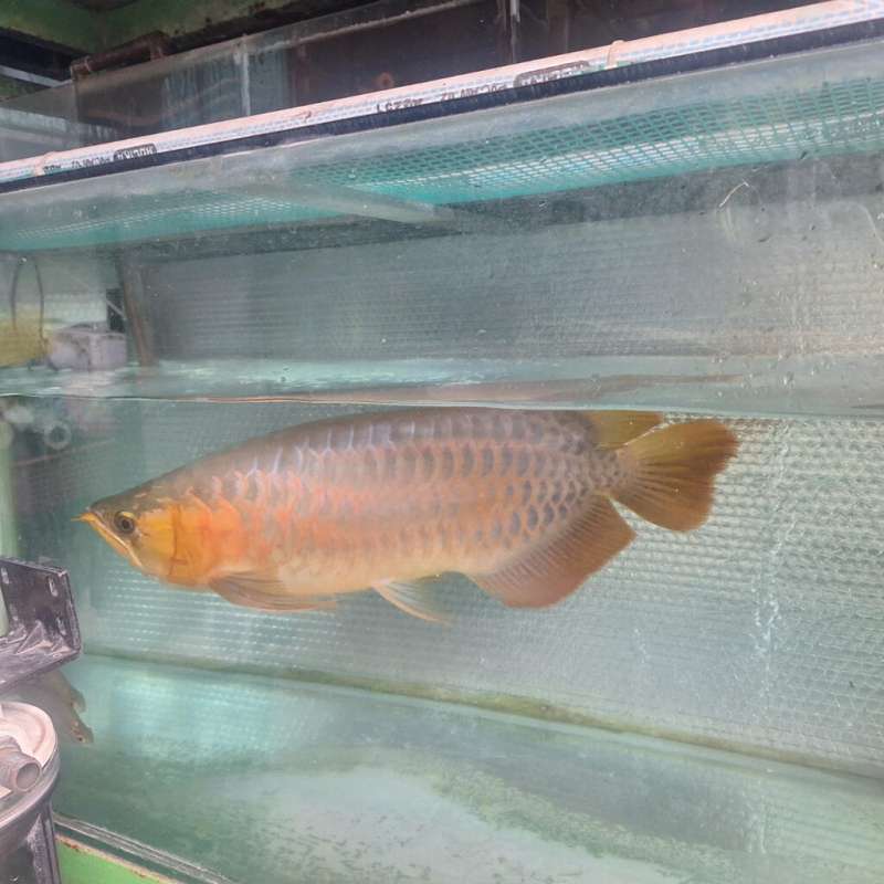 Ikan arwana super red