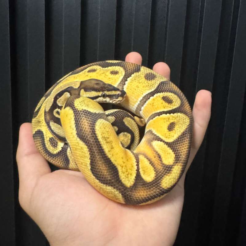 Yellow belly orang dream het pied het g-stripe poss super orange dream