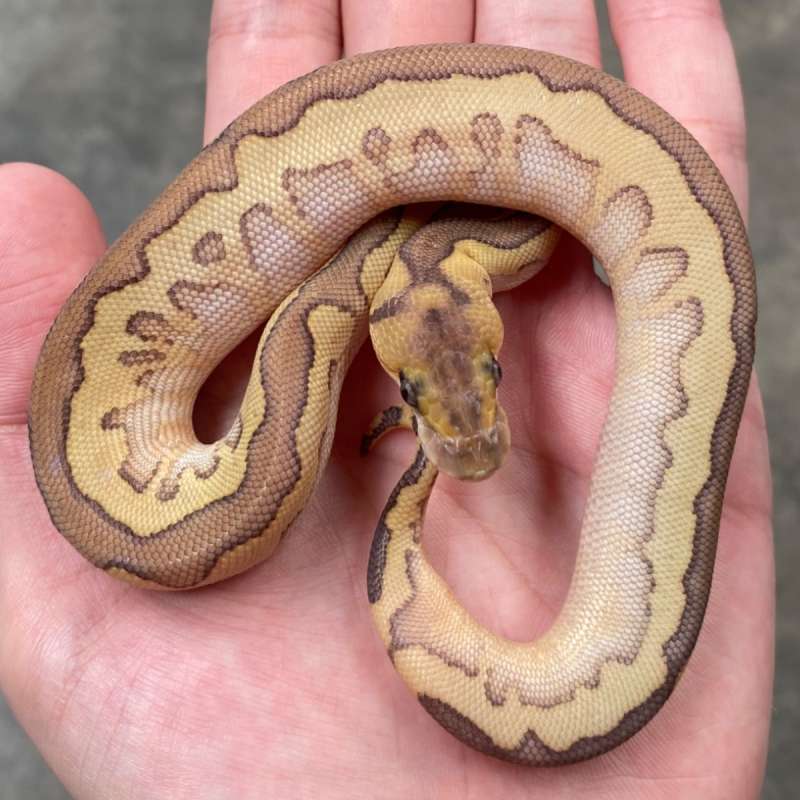 lesser clown het lavender ph pied w marker