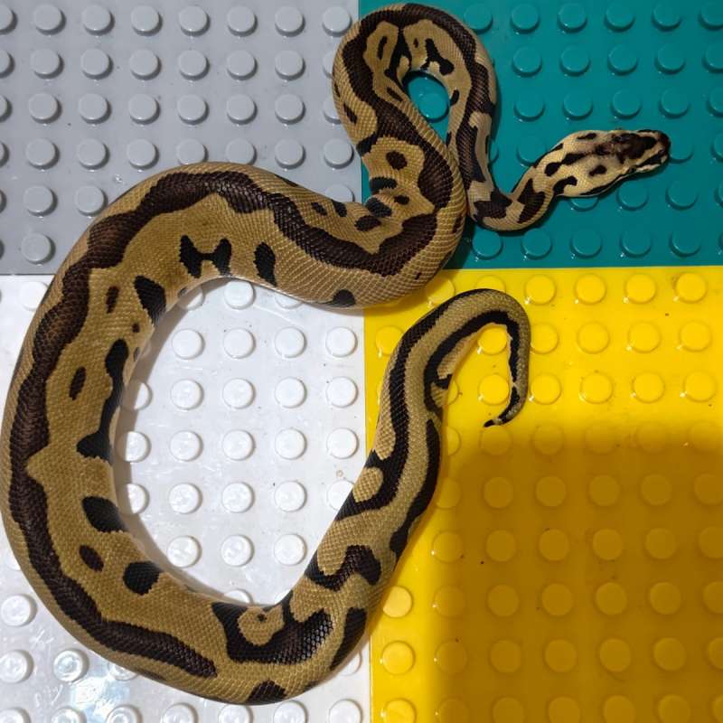 Ball python Leopar enchi pastel het clown