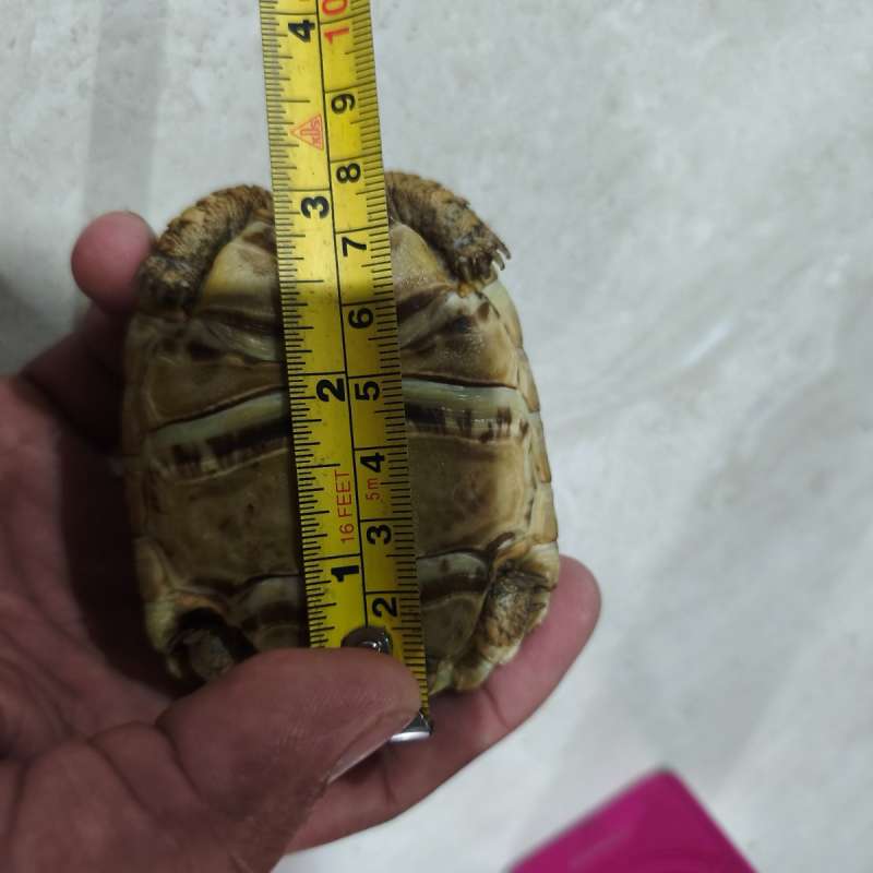 Pardalis tortoise