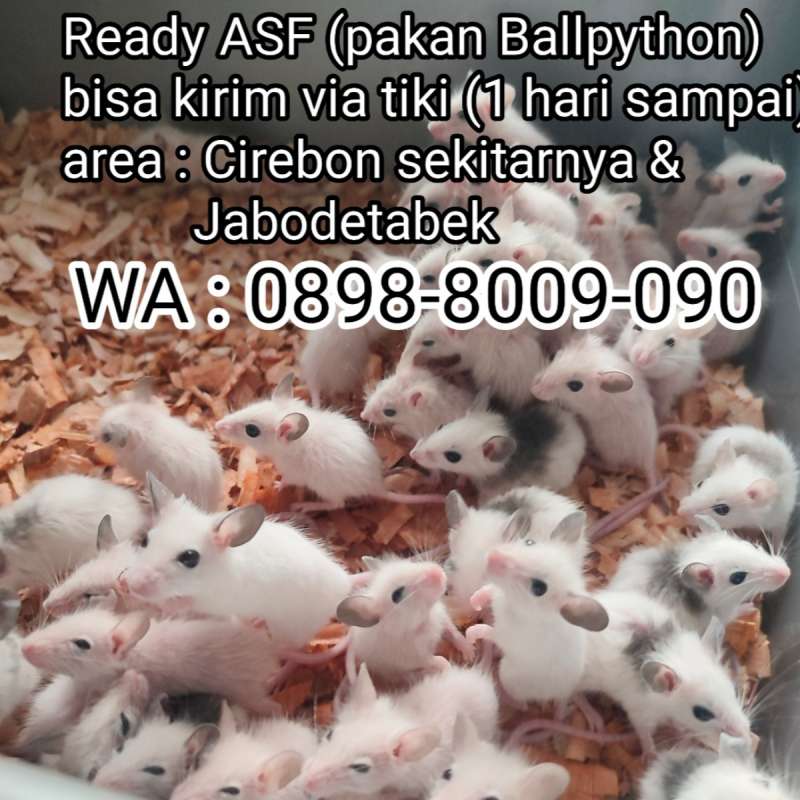 Tikus ASF (pakan Ballpython & Reptil)