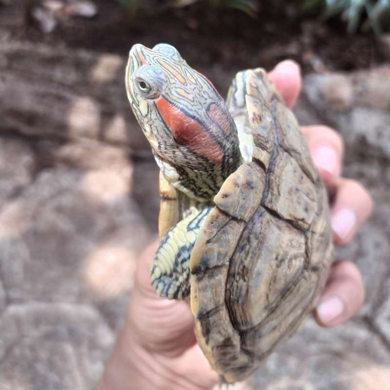 RES Pastel Van Gogh