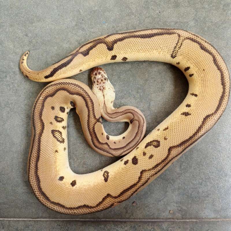 (F) Leopard Pastel Clown 66% Poss Het Albino