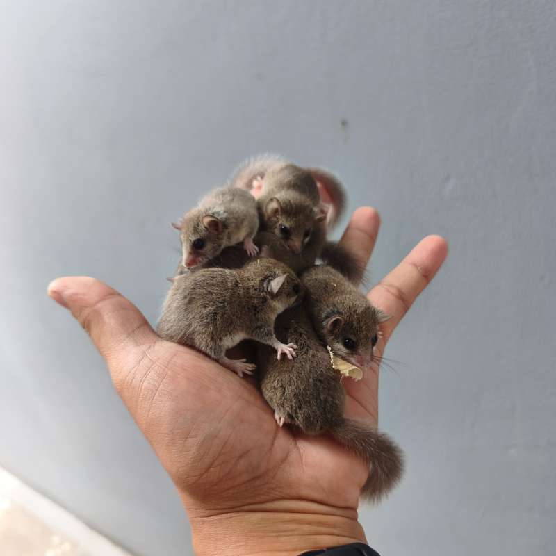 African pygmy dormice umur 2bln an