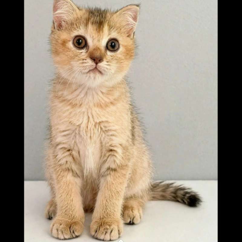 Kucing kitten British shorthair Golden black pure Female