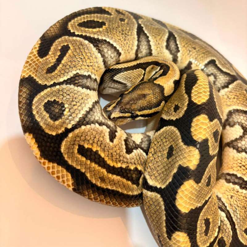 Hypo Proven Male