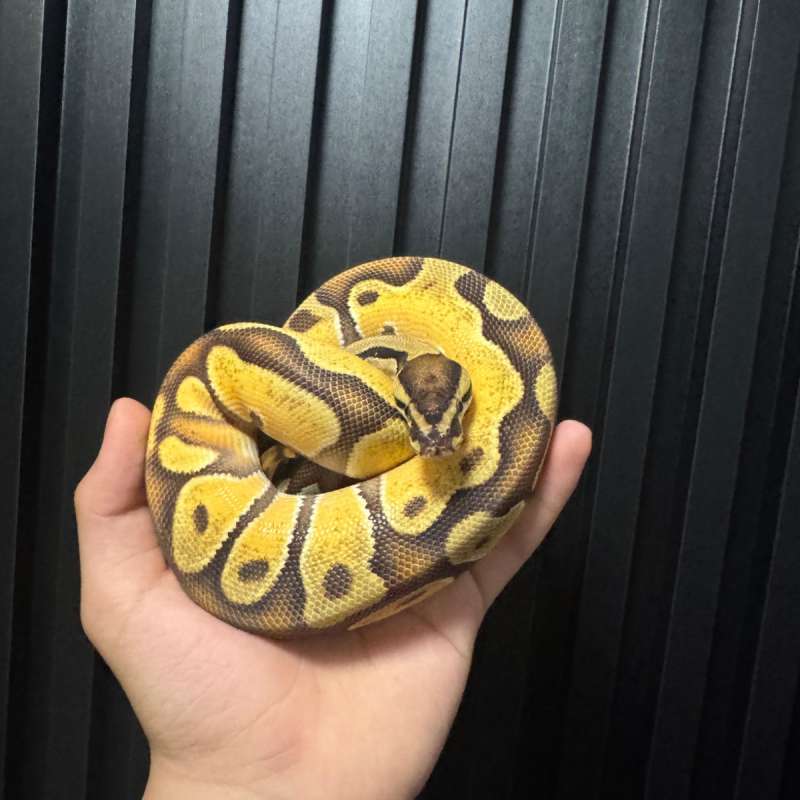 Orange dream yellow belly het pied het g-stripe poss super orange dream