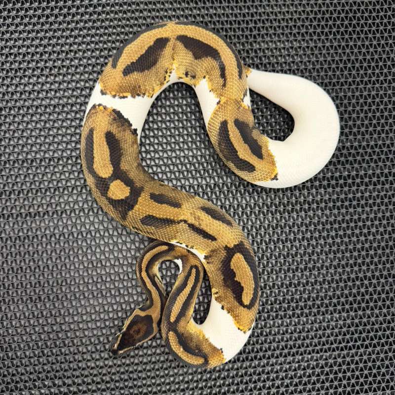 OD Mojave Pied