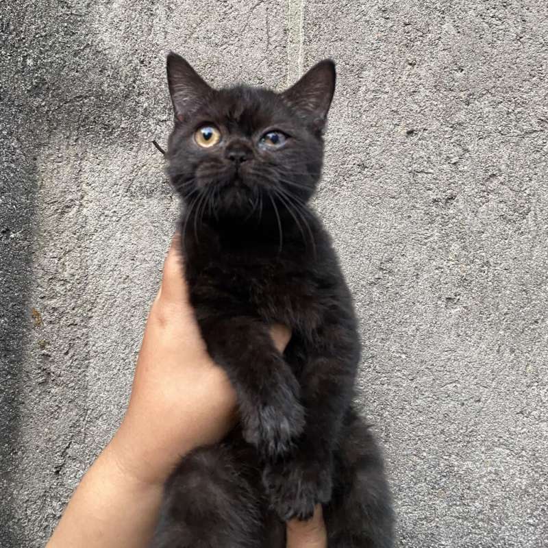BSH (British Short Hair)