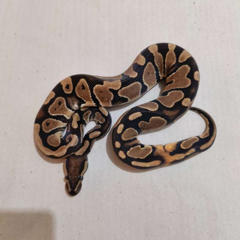 Female Normal het Pied