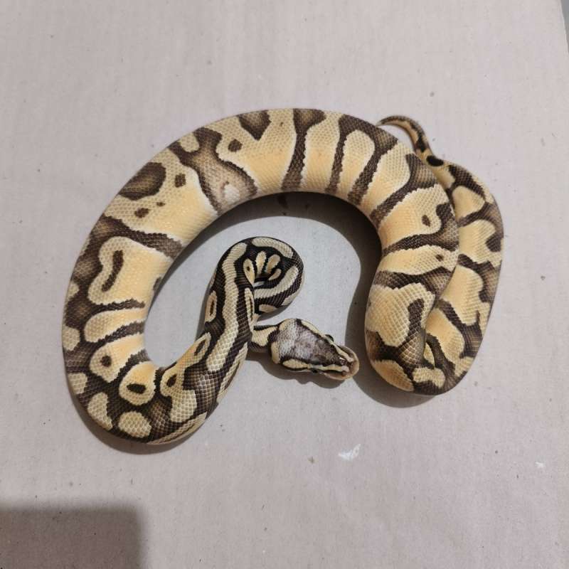 Male Pastel Hypo
