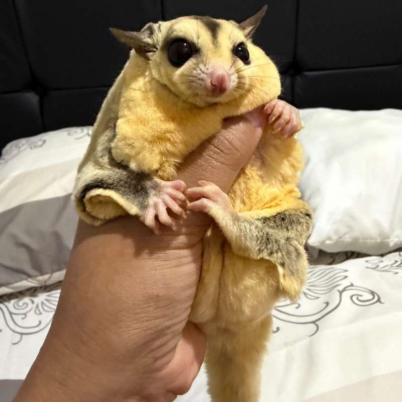 Sugar glider White face Low