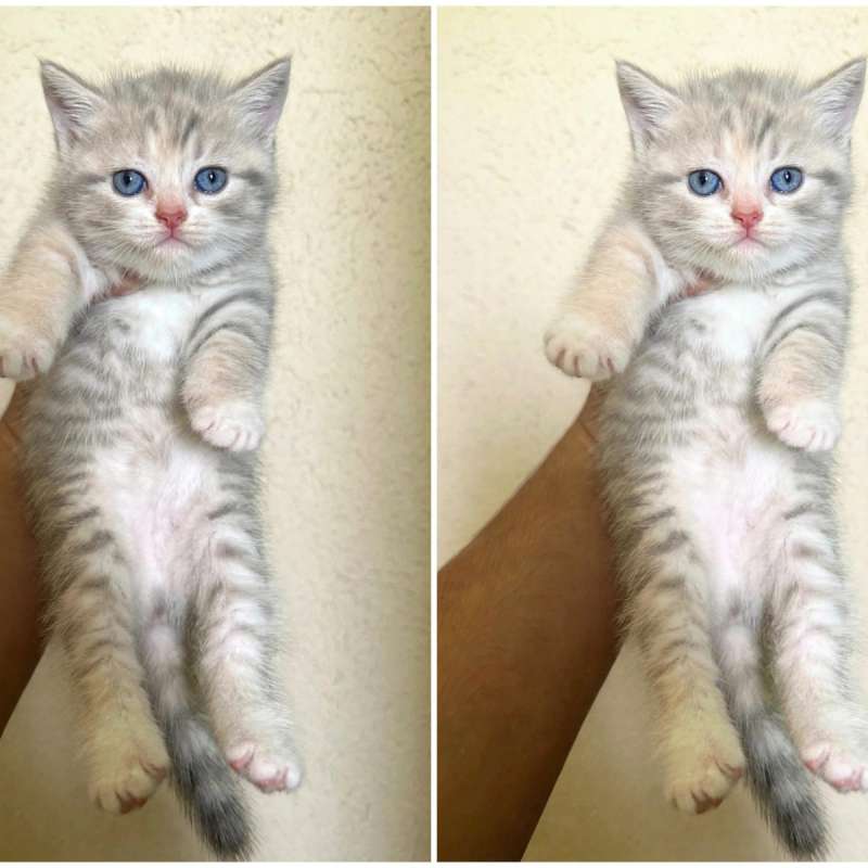 Kucing kitten British shorthair golden blue tabby pure
