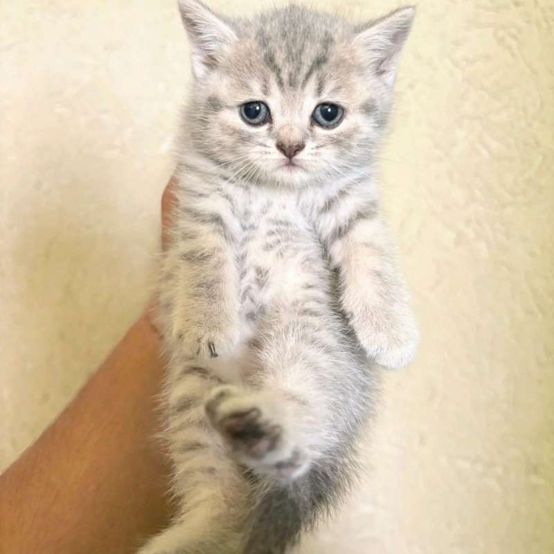 Kucing kitten British shorthair Silver tabby kucing whiskas