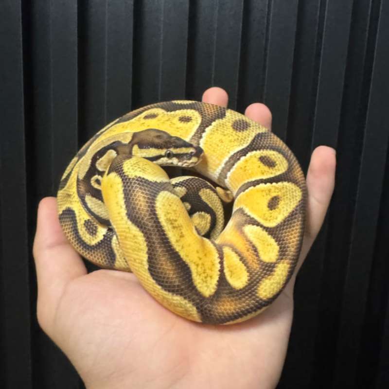 orange dream yellow belly het pied het g stripe poss super orange dream