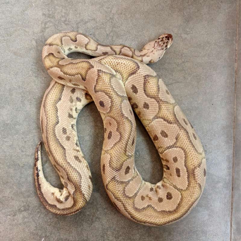 (F) Pastel Clown 66% Poss Het Albino