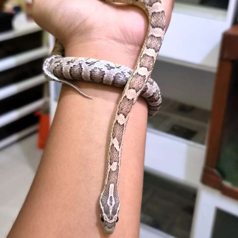 Corn Snake Anery