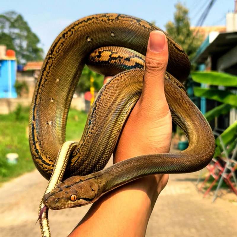 Retic Golden Child